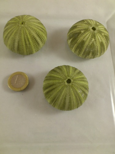 Oursin (Sea urchin green) 3 p.